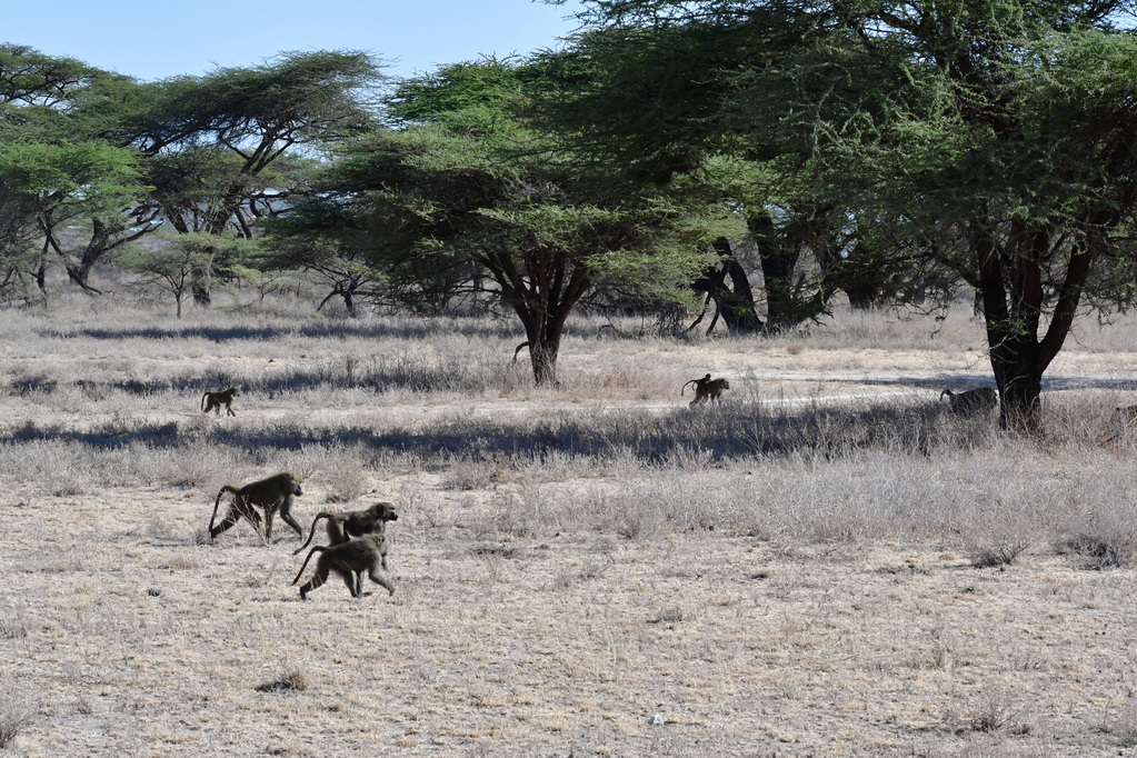 Buffalo Springs Nat. Reserve